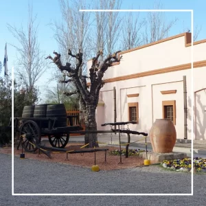 Vinos y Sabores de Maipú